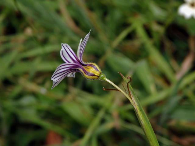 Badil (Sisyrinchium iridifolium Kunth)