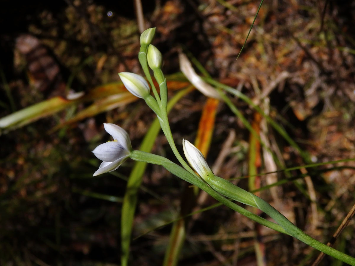 Thelymitra pulchella Hook. f.