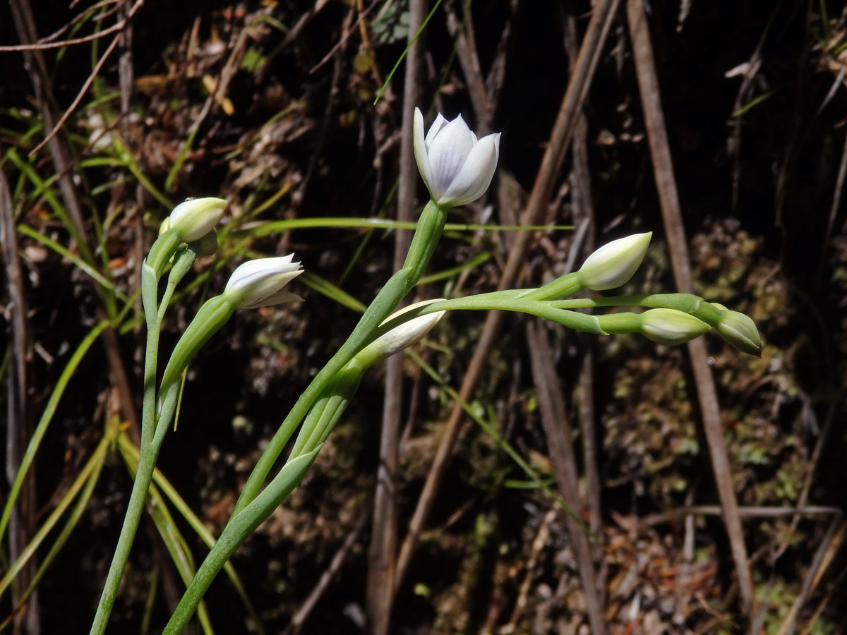 Thelymitra pulchella Hook. f.