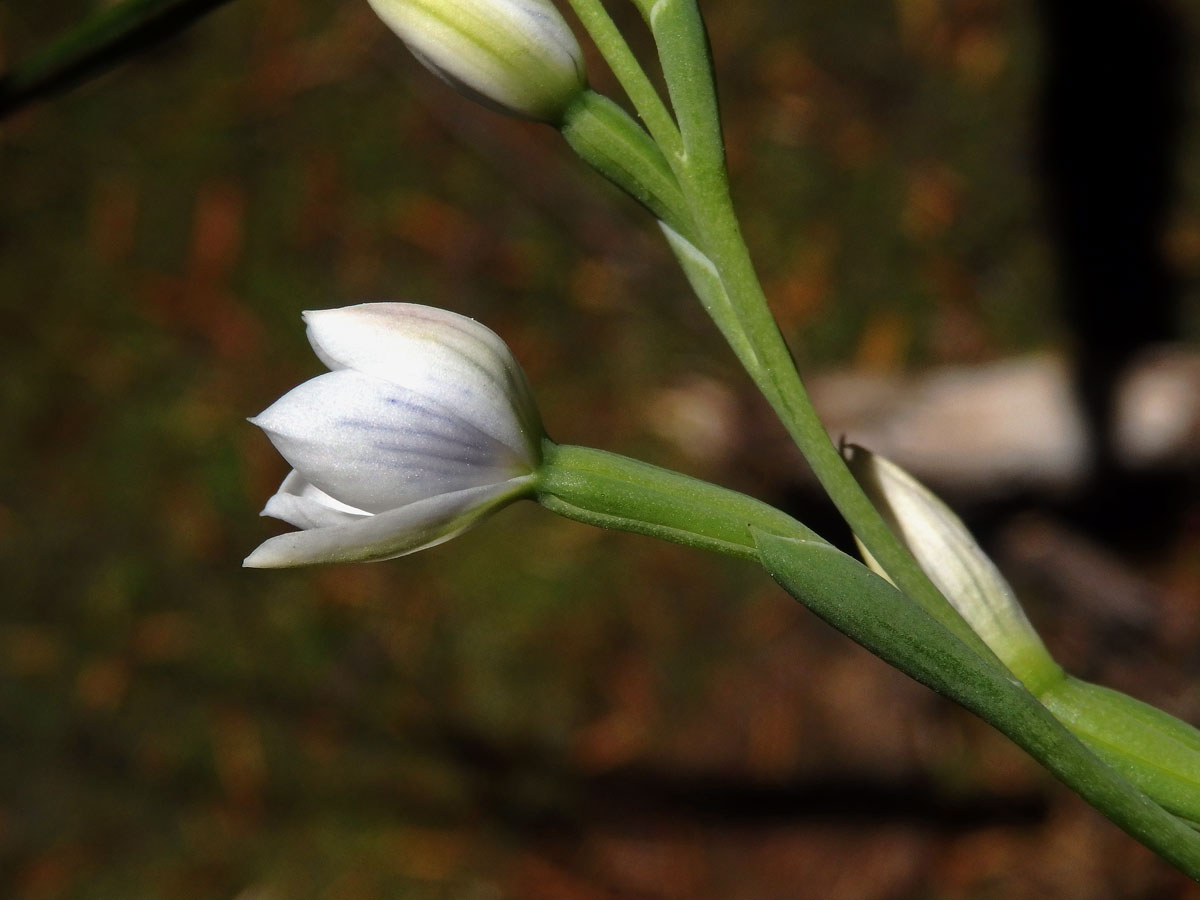 Thelymitra pulchella Hook. f.