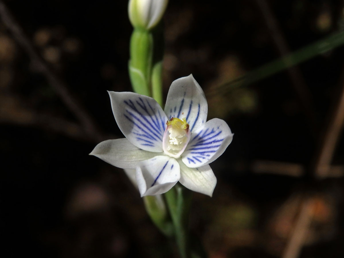 Thelymitra pulchella Hook. f.