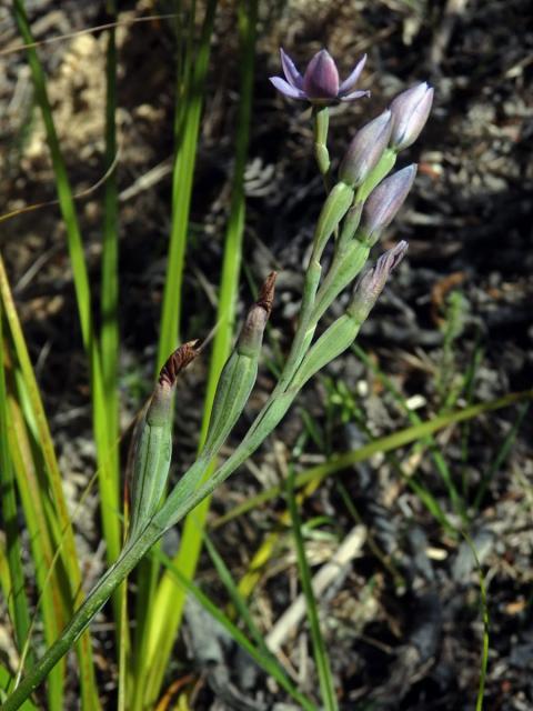 Thelymitra pulchella Hook. f.