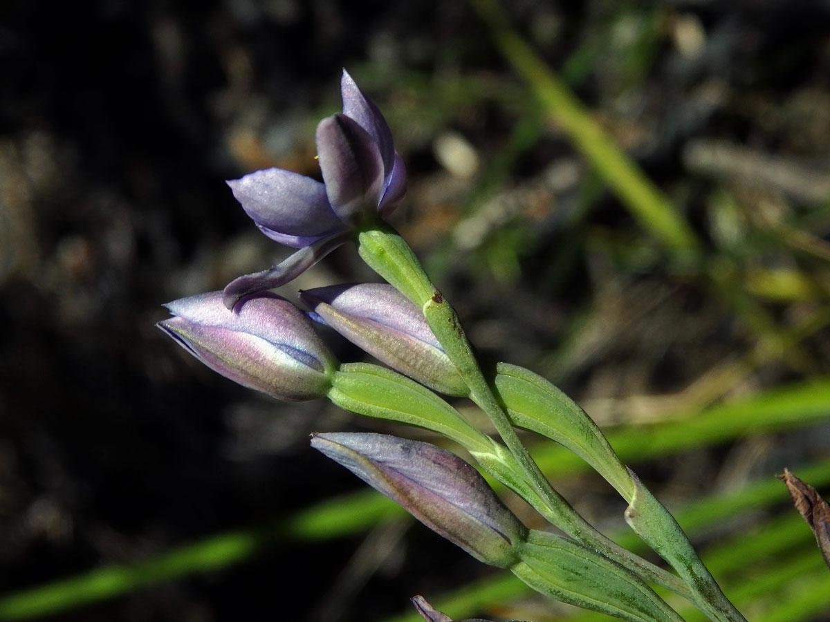 Thelymitra pulchella Hook. f.