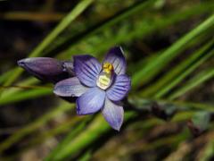 Thelymitra pulchella Hook. f.