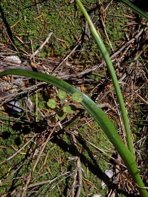 Thelymitra pulchella Hook. f.