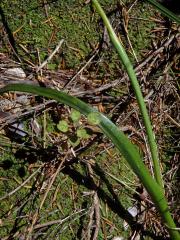 Thelymitra pulchella Hook. f.