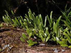 Pyrrosia eleagnifolia (Bory) Hovenkamp 