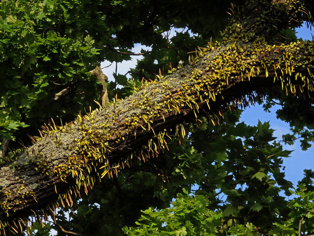 Pyrrosia eleagnifolia (Bory) Hovenkamp