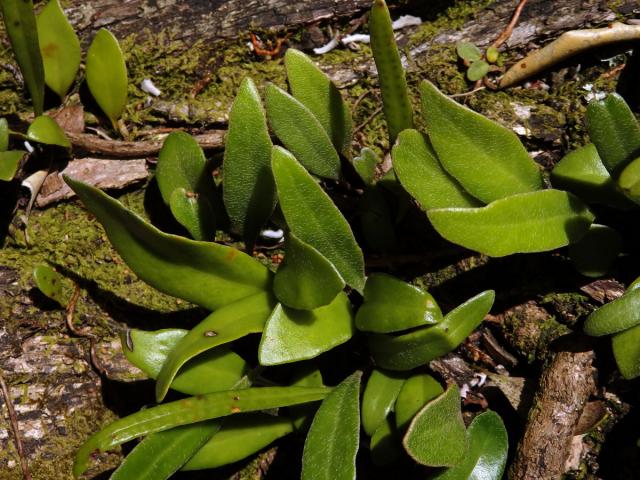 Pyrrosia eleagnifolia (Bory) Hovenkamp