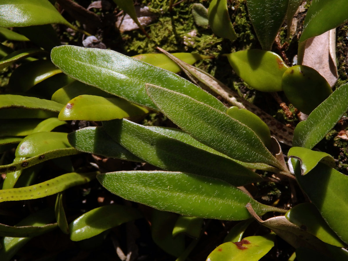 Pyrrosia eleagnifolia (Bory) Hovenkamp