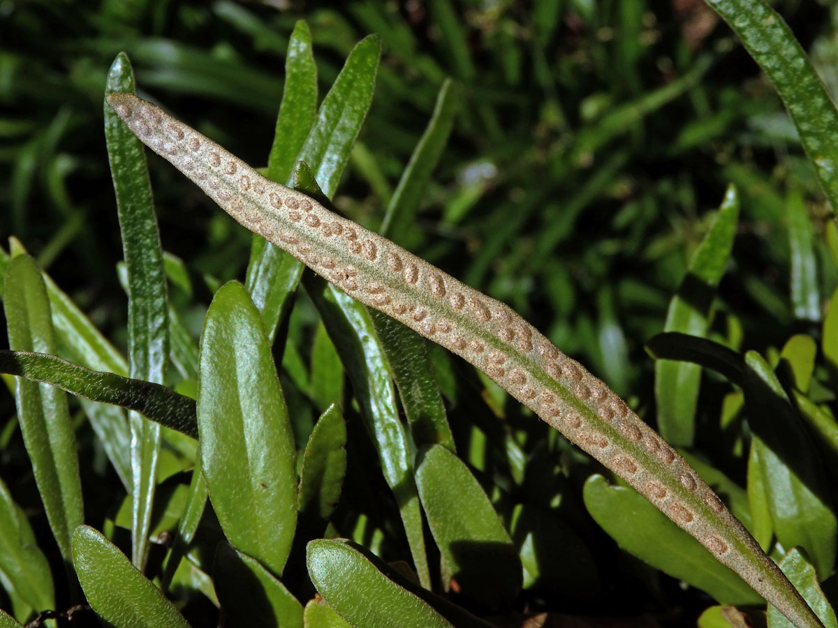 Pyrrosia eleagnifolia (Bory) Hovenkamp