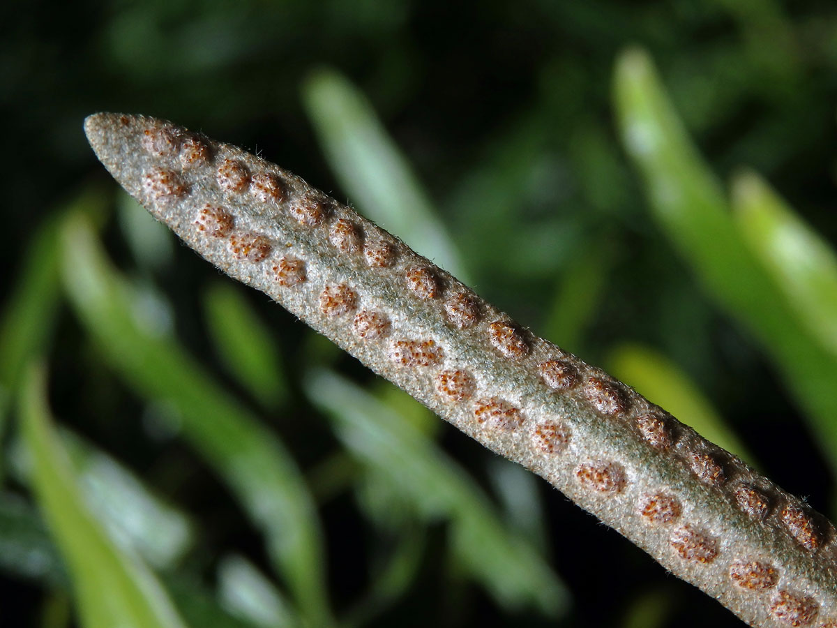 Pyrrosia eleagnifolia (Bory) Hovenkamp