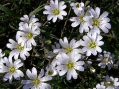 Rožec rolní pravý (Cerastium arvense L. subsp. arvense)