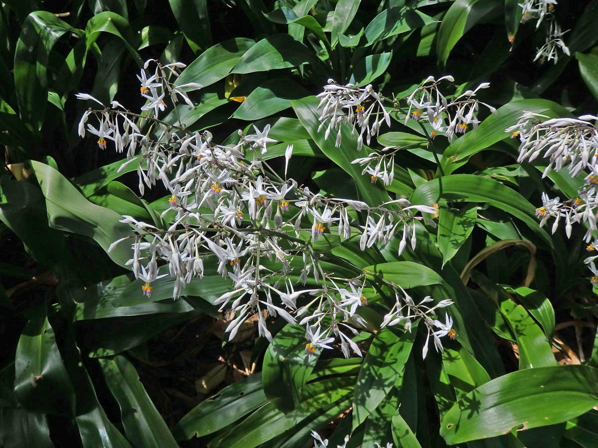 Arthropodium cirratum (G. Forst.) R. Br.