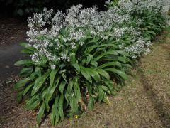 Arthropodium cirratum (G. Forst.) R. Br.