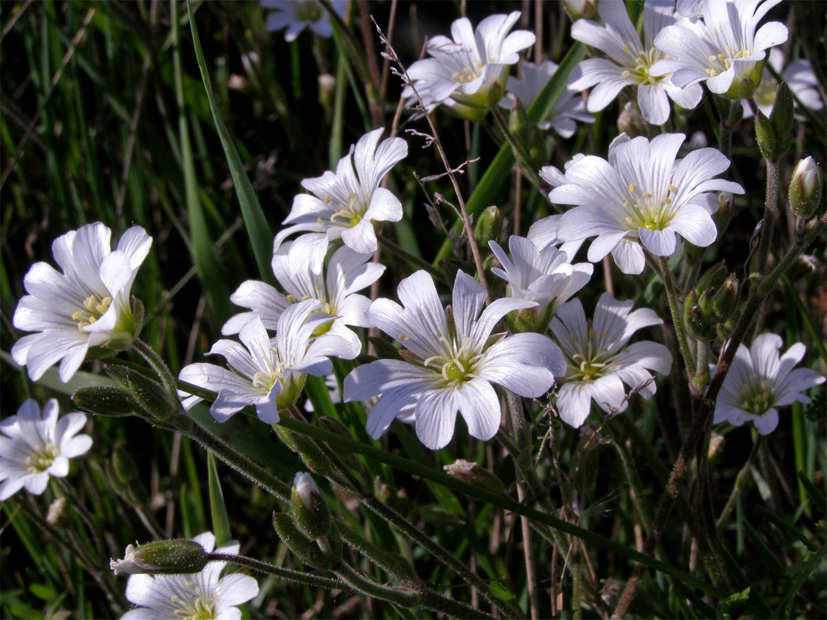 Rožec rolní pravý (Cerastium arvense L. subsp. arvense)