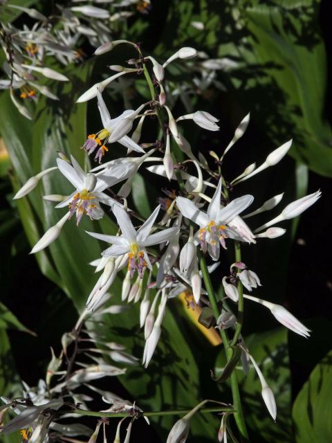 Arthropodium cirratum (G. Forst.) R. Br.