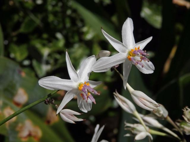 Arthropodium cirratum (G. Forst.) R. Br.