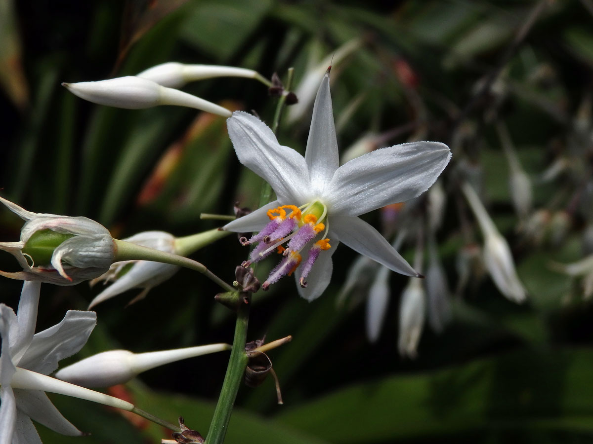 Arthropodium cirratum (G. Forst.) R. Br.