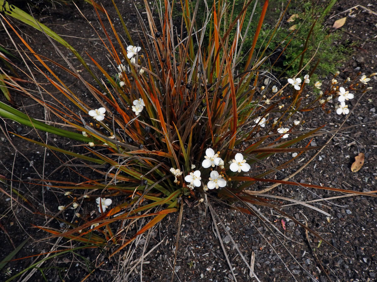 Libercie (Libertia peregrinans Cockayne & Allan )