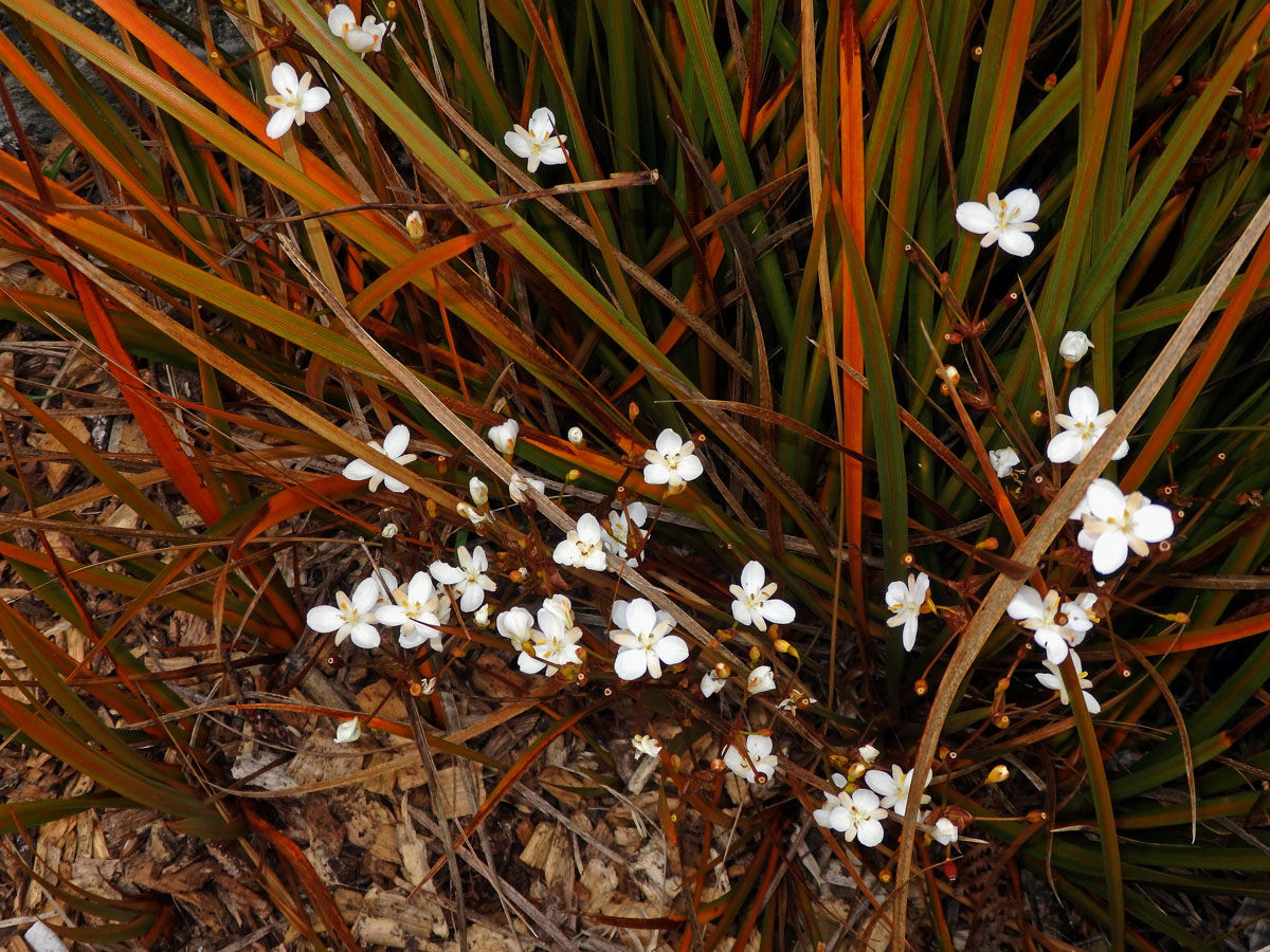 Libercie (Libertia peregrinans Cockayne & Allan )