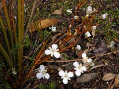 Libercie (Libertia peregrinans Cockayne & Allan )