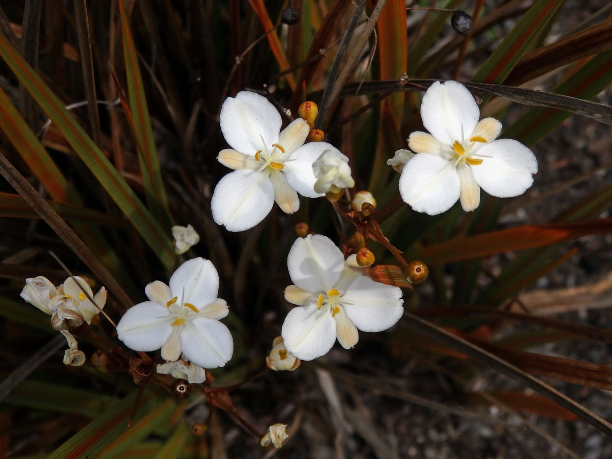 Libercie (Libertia peregrinans Cockayne & Allan )