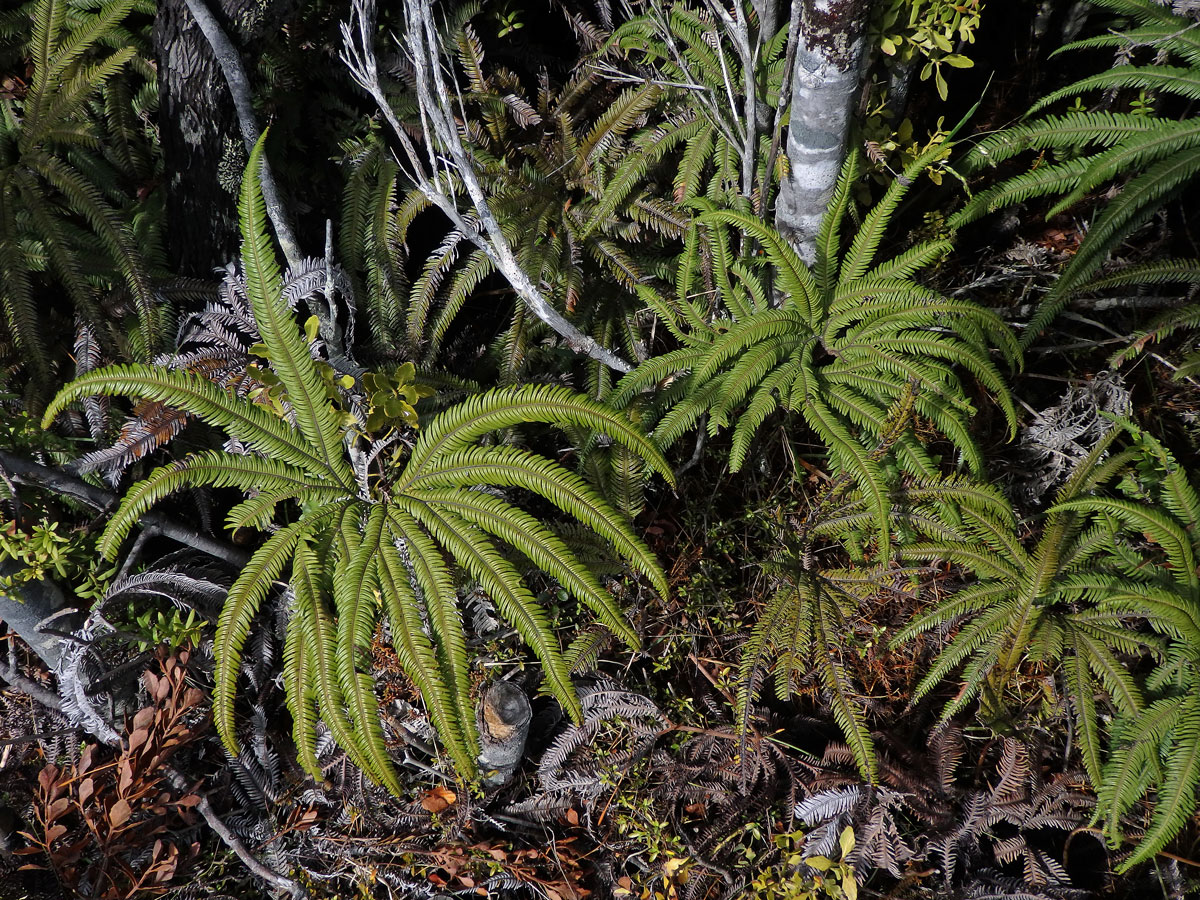 Sticherus cunninghamii (Heward ex Hook.) Ching