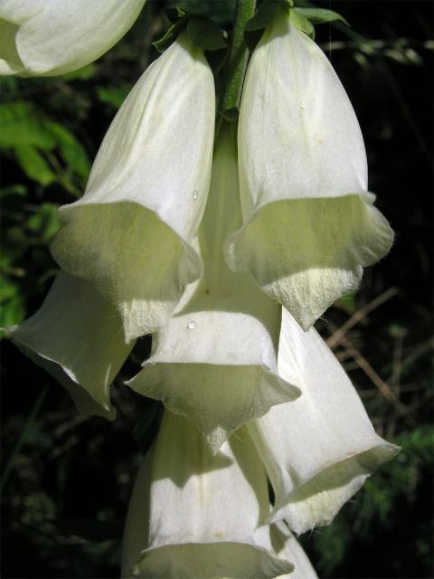 Náprstník červený (Digitalis purpurea L.)