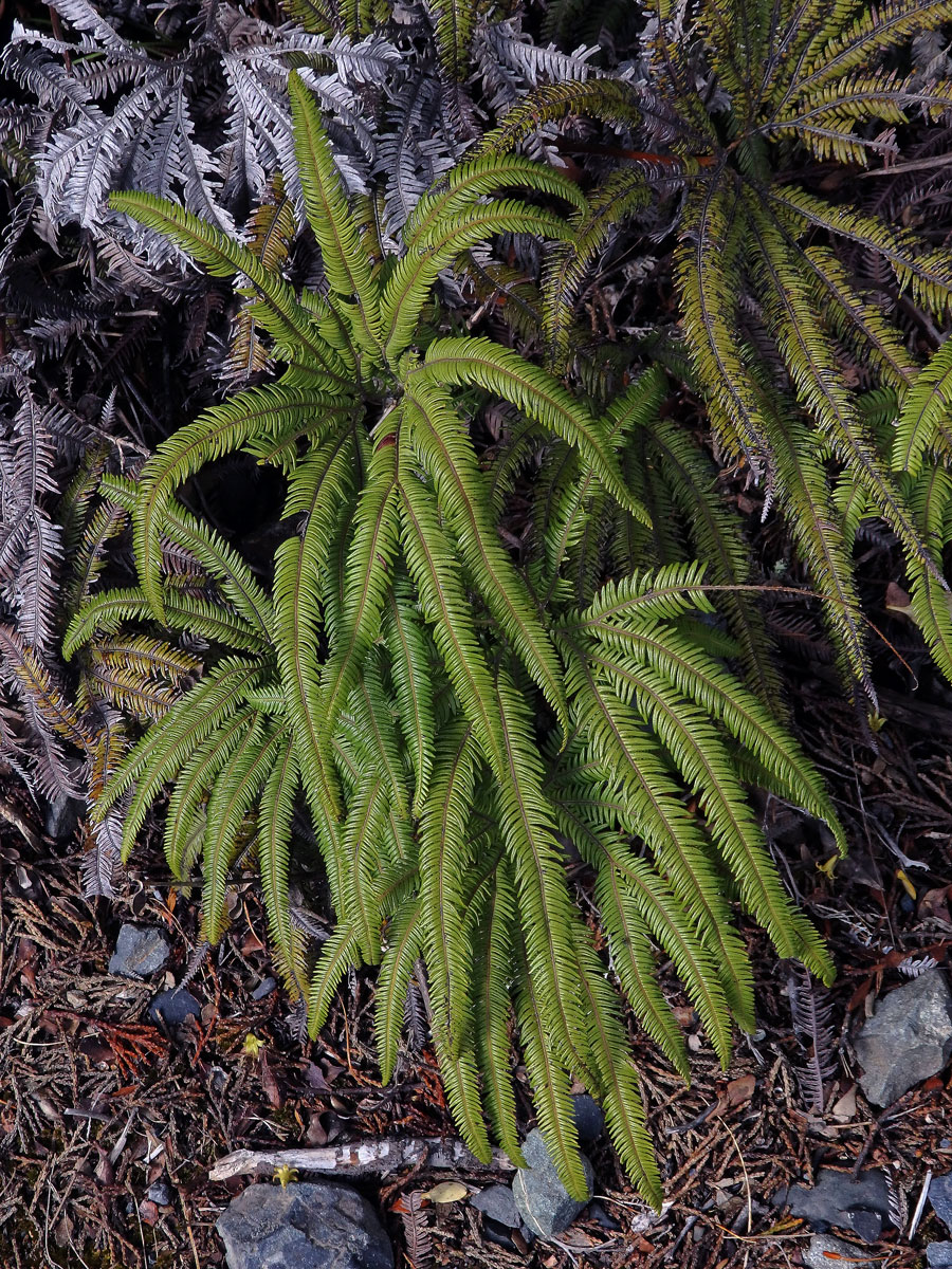 Sticherus cunninghamii (Heward ex Hook.) Ching