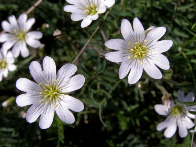 Rožec rolní pravý (Cerastium arvense L. subsp. arvense)