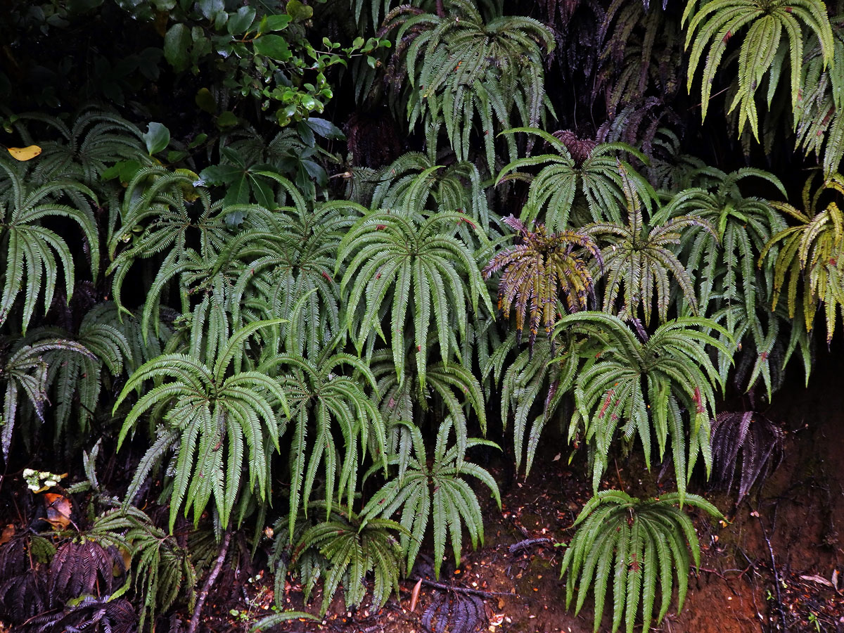 Sticherus cunninghamii (Heward ex Hook.) Ching