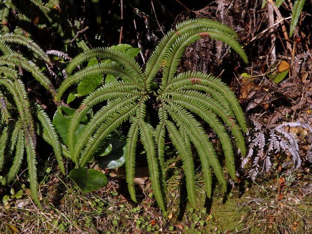 Sticherus cunninghamii (Heward ex Hook.) Ching