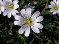 Rožec rolní pravý (Cerastium arvense L. subsp. arvense)