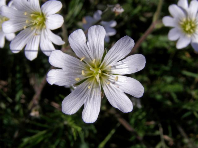 Rožec rolní pravý (Cerastium arvense L. subsp. arvense)