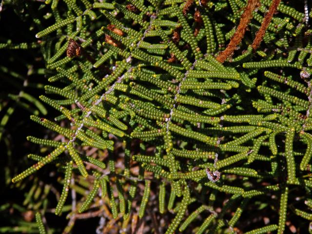 Gleichenie (Gleichenia alpina Sm.)