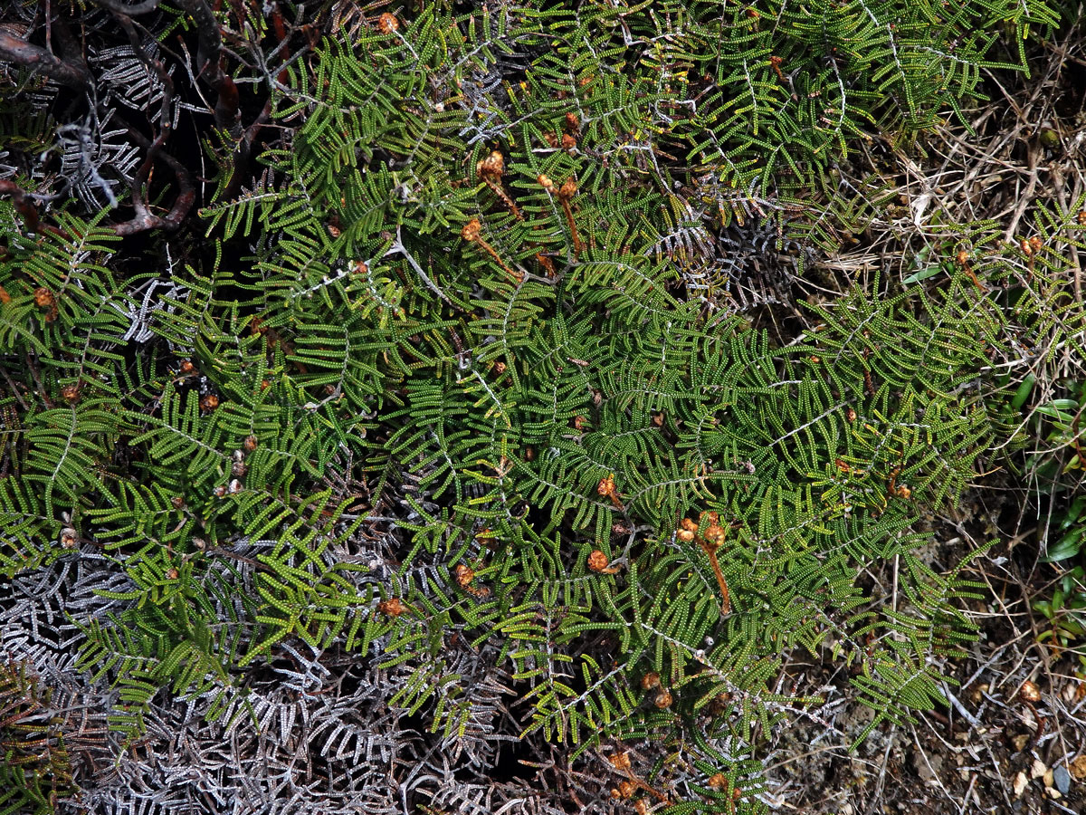 Gleichenie (Gleichenia alpina Sm.)