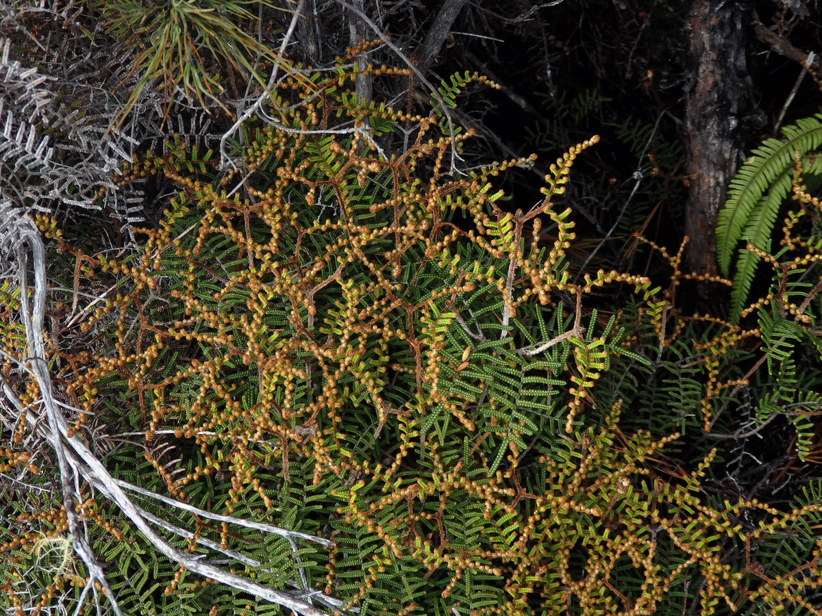 Gleichenie (Gleichenia alpina Sm.)