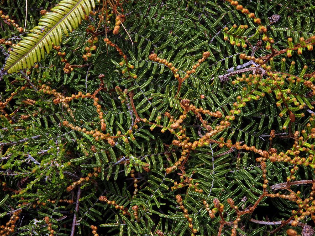 Gleichenie (Gleichenia alpina Sm.)