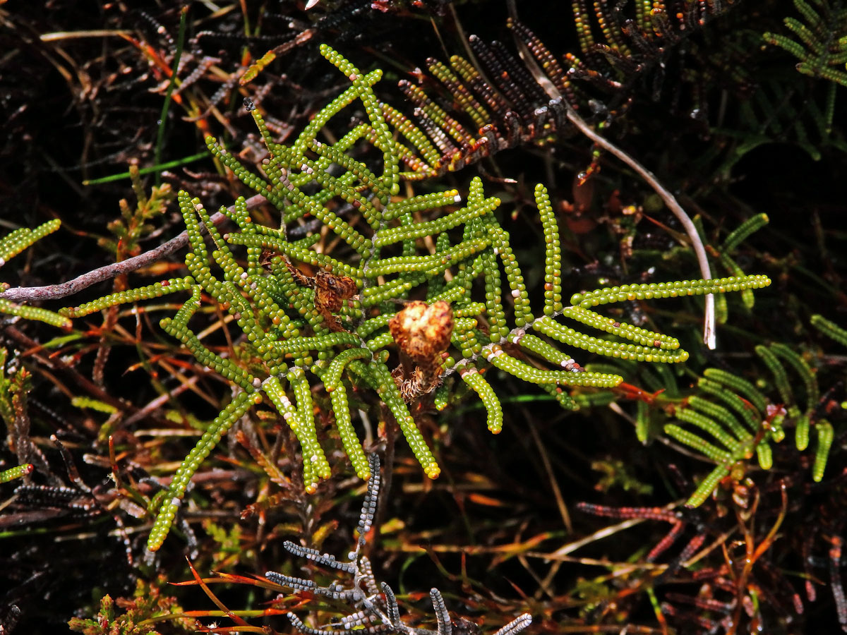 Gleichenie (Gleichenia alpina Sm.)