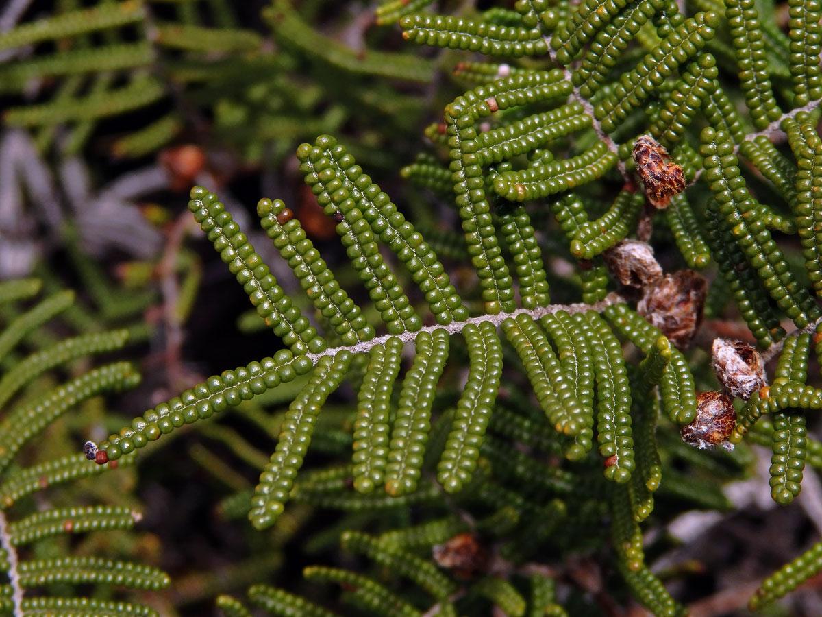 Gleichenie (Gleichenia alpina Sm.)