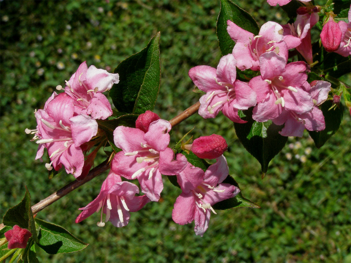 Weigelie růžová (Weigela florida (Bunge) DC.)