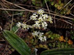 Anisotome aromatica Hook. f.