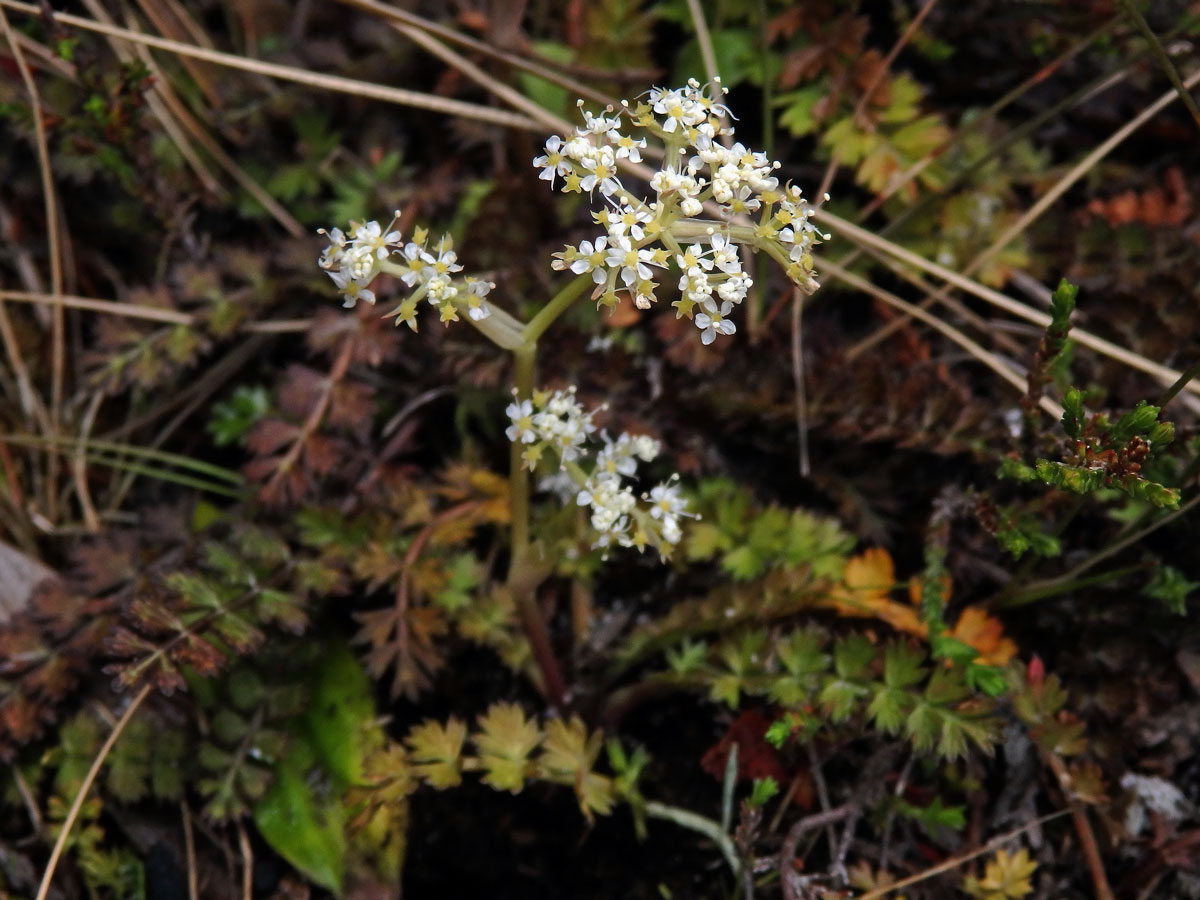 Anisotome aromatica Hook. f.