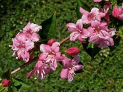 Weigelie růžová (Weigela florida (Bunge) DC.)