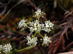 Anisotome aromatica Hook. f.