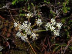 Anisotome aromatica Hook. f.