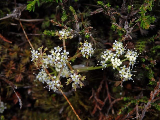 Anisotome aromatica Hook. f.