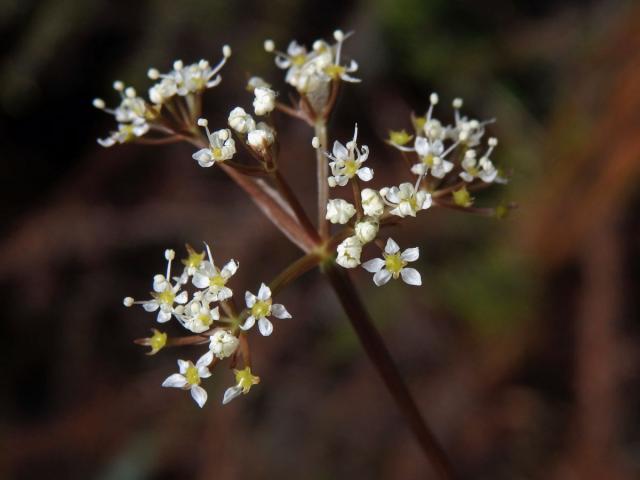 Anisotome aromatica Hook. f.