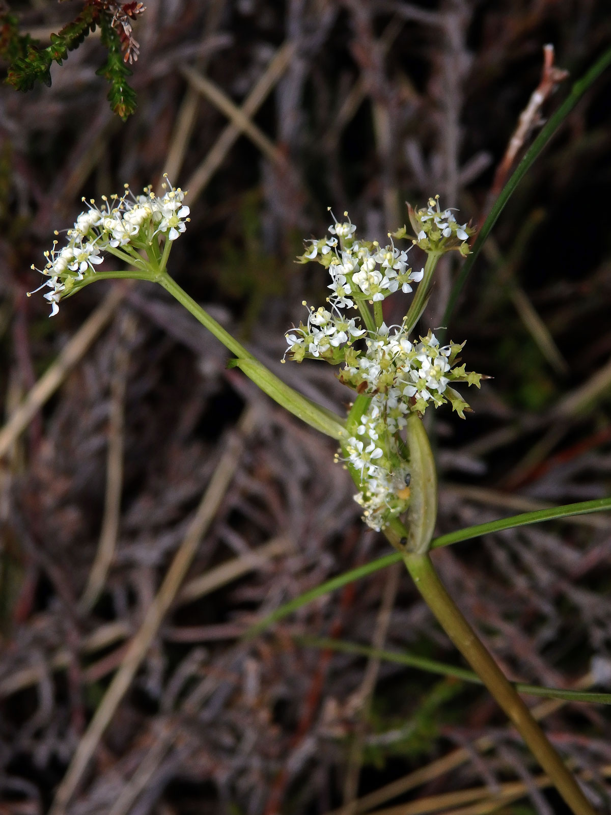 Anisotome aromatica Hook. f.